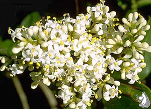  Ligustrum