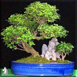  Ligustrum